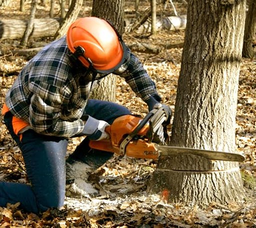 Tree Removal in Holly Springs, NC